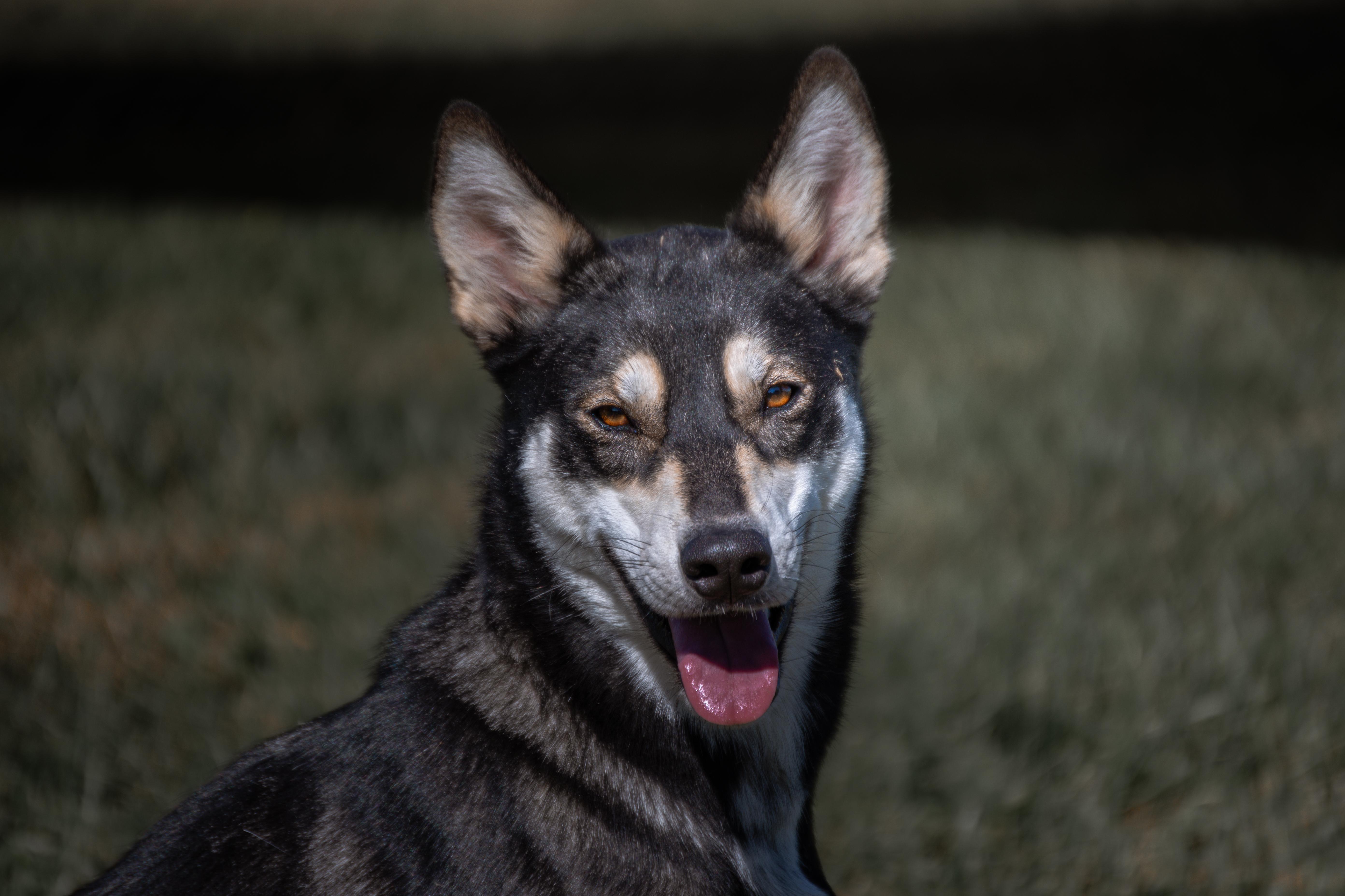 Luna, Adoptable, Young Female Husky.