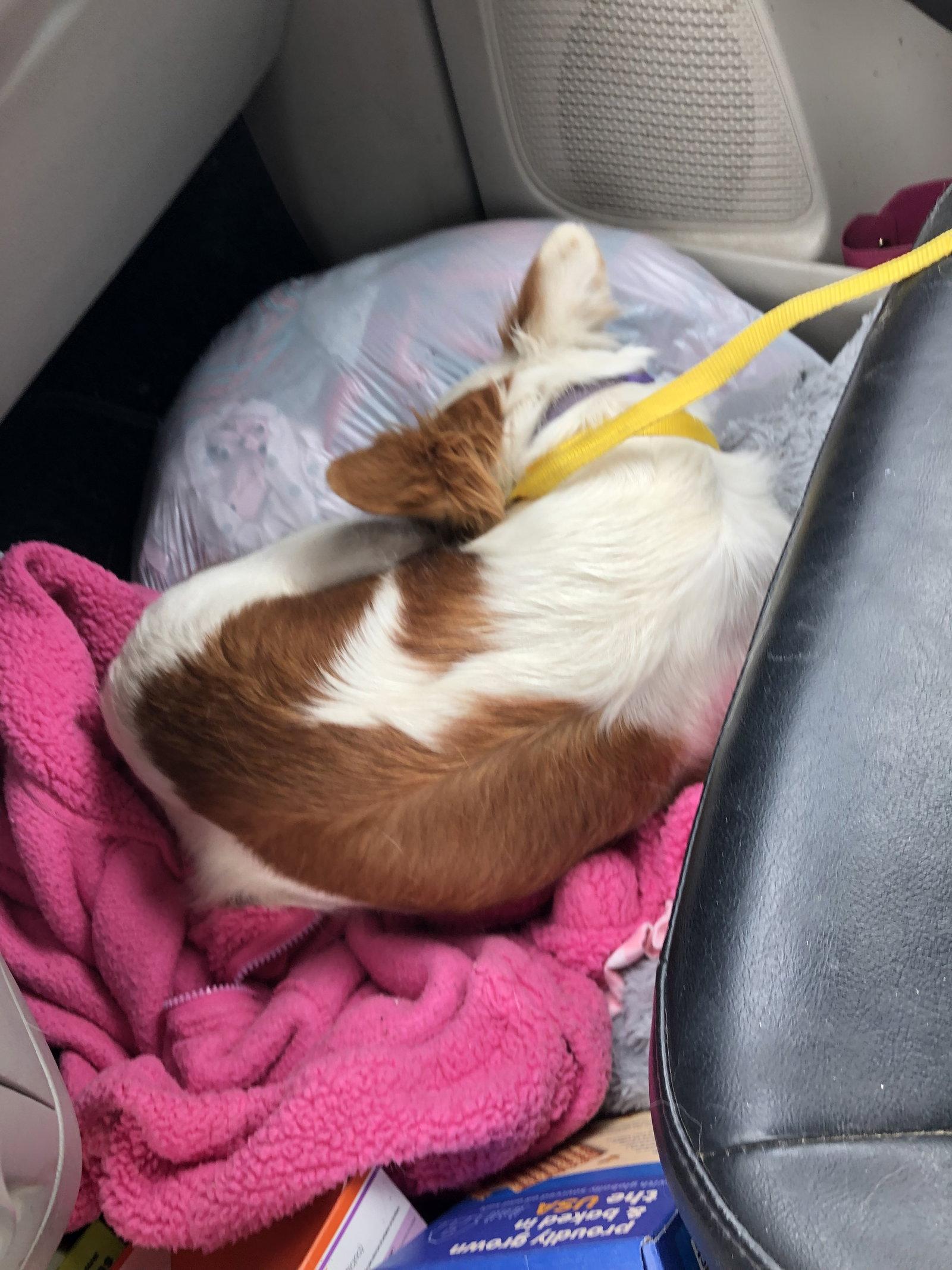 Minnie Pearl, a Adoptable mixed breed in Buffalo, MN image 1/2