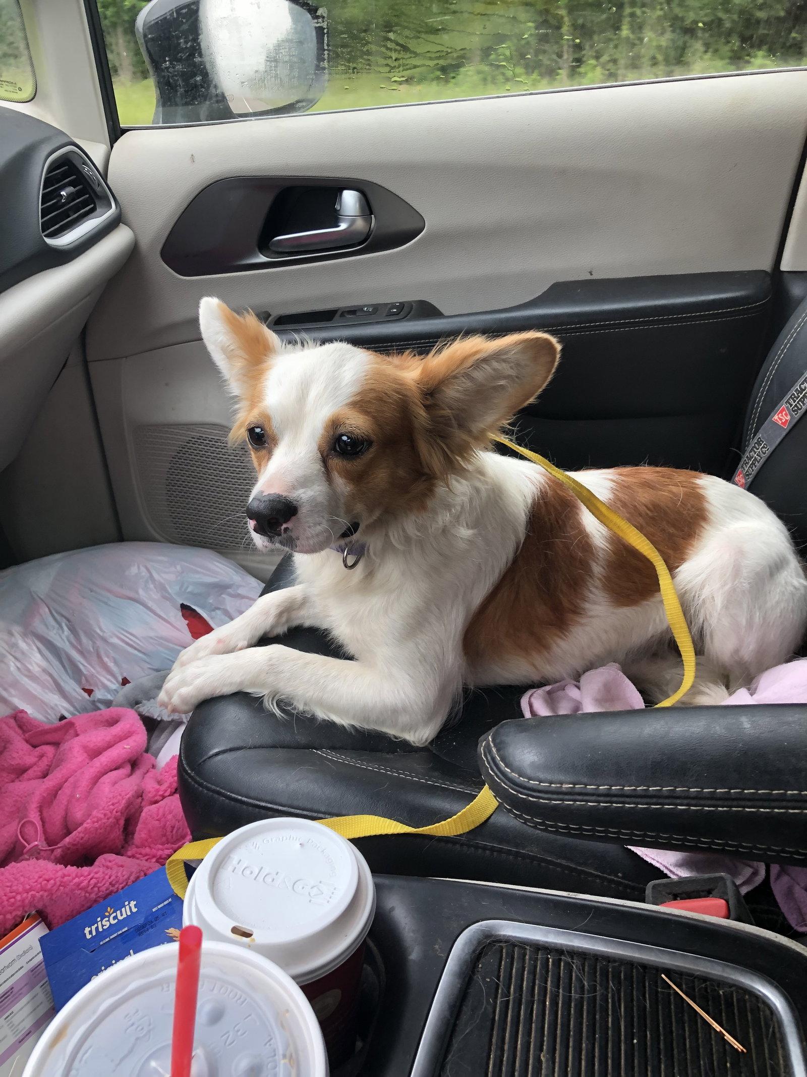 Minnie Pearl, a Adoptable mixed breed in Buffalo, MN image 2/2