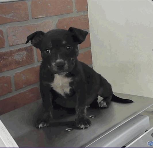 Enlarge Arnold, an adopted mixed breed in Commerce City, CO image 4/4