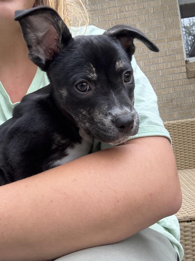 Enlarge Arnold, an adopted mixed breed in Commerce City, CO image 1/4