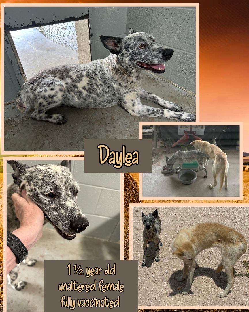 Enlarge Daylea, a Adoptable mixed breed in Kermit, TX image 1/1