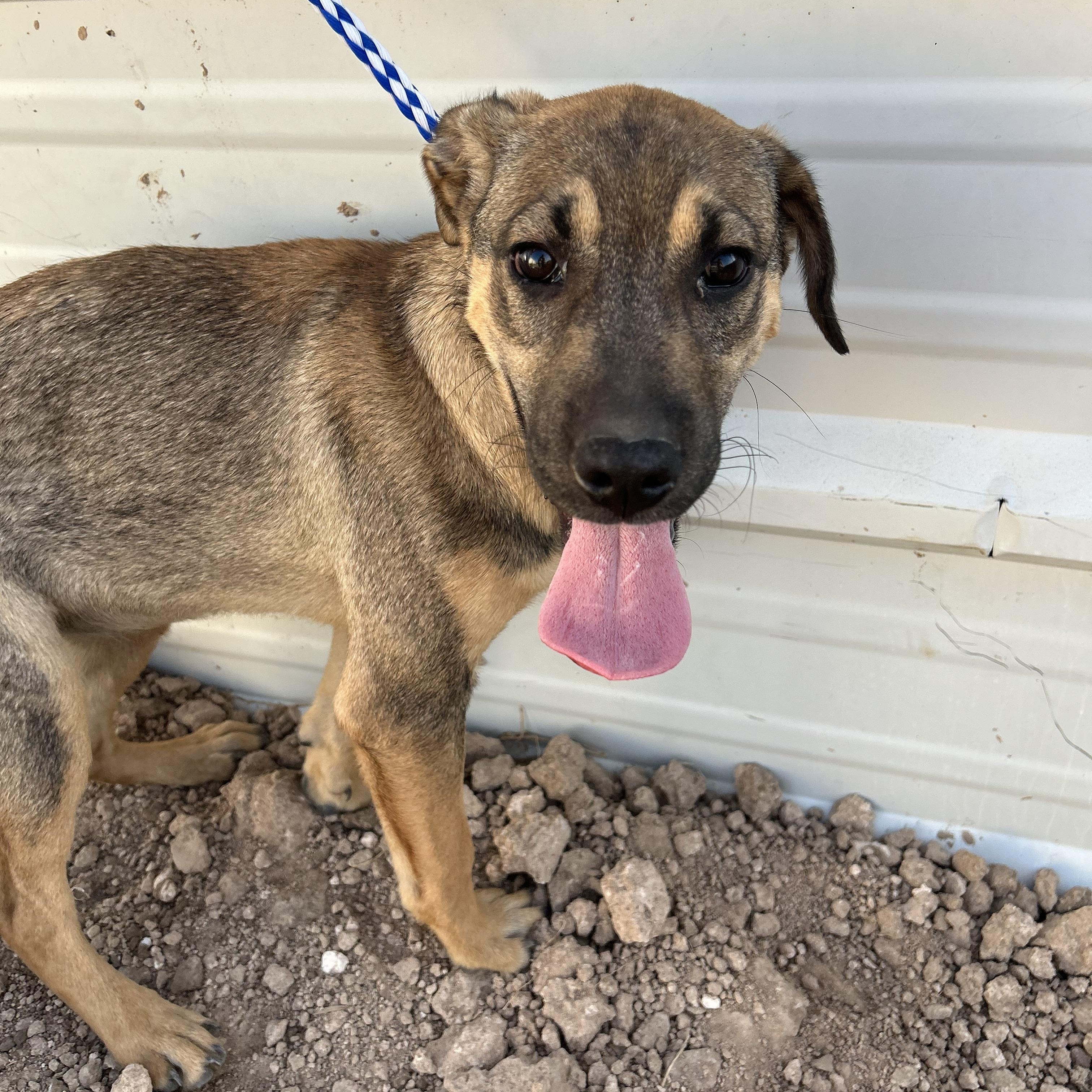 Duchess, an adoptable Shepherd in Eau Claire, WI, 54703 | Photo Image 3
