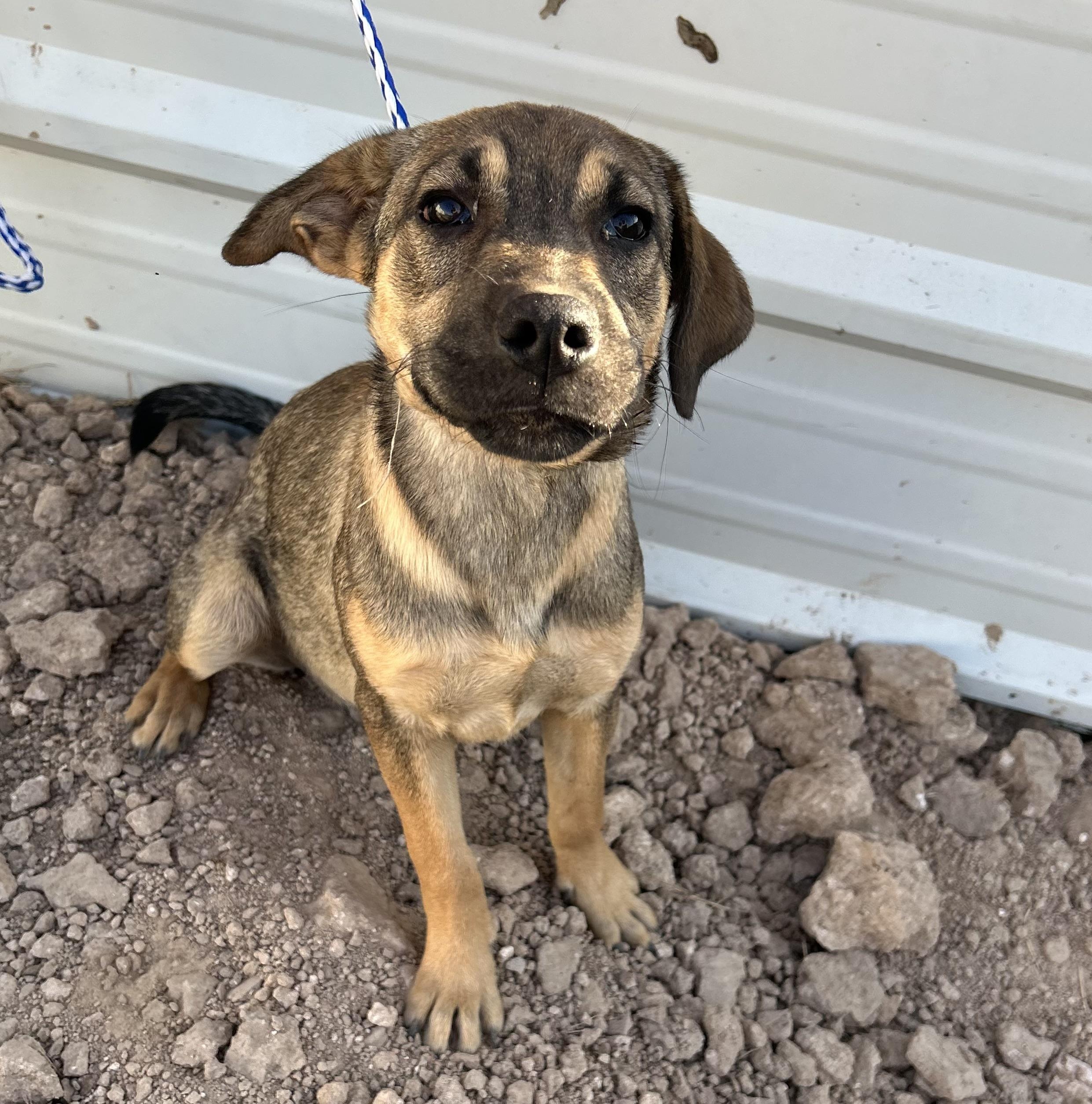 Duchess, an adoptable Shepherd in Eau Claire, WI, 54703 | Photo Image 2