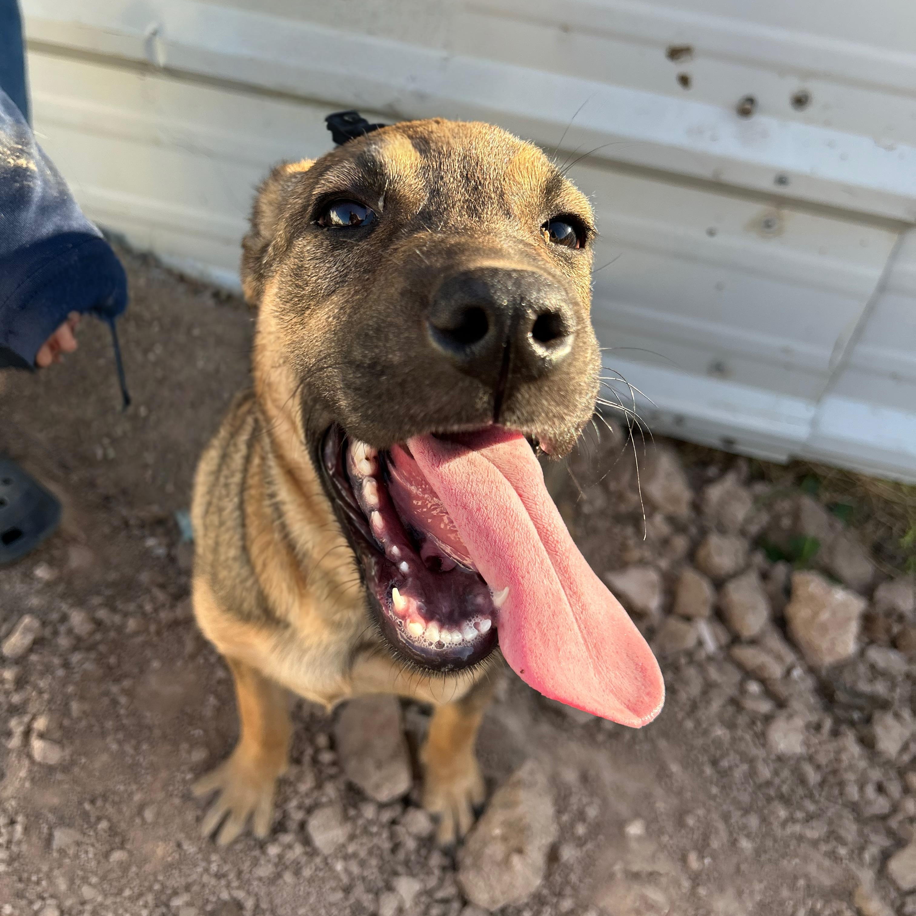 Duchess, an adoptable Shepherd in Eau Claire, WI, 54703 | Photo Image 1