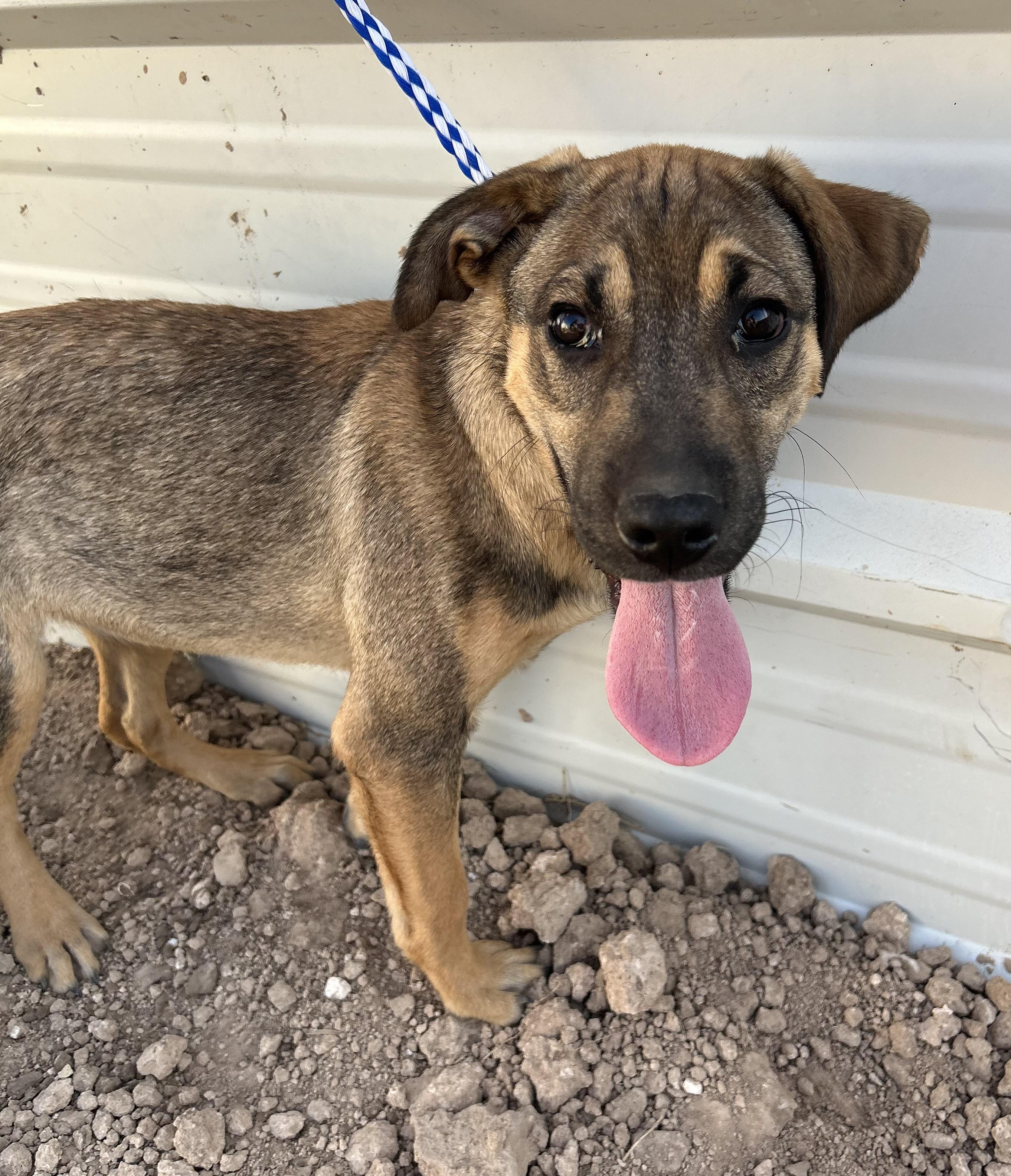 Duchess, an adoptable Shepherd in Eau Claire, WI, 54703 | Photo Image 4