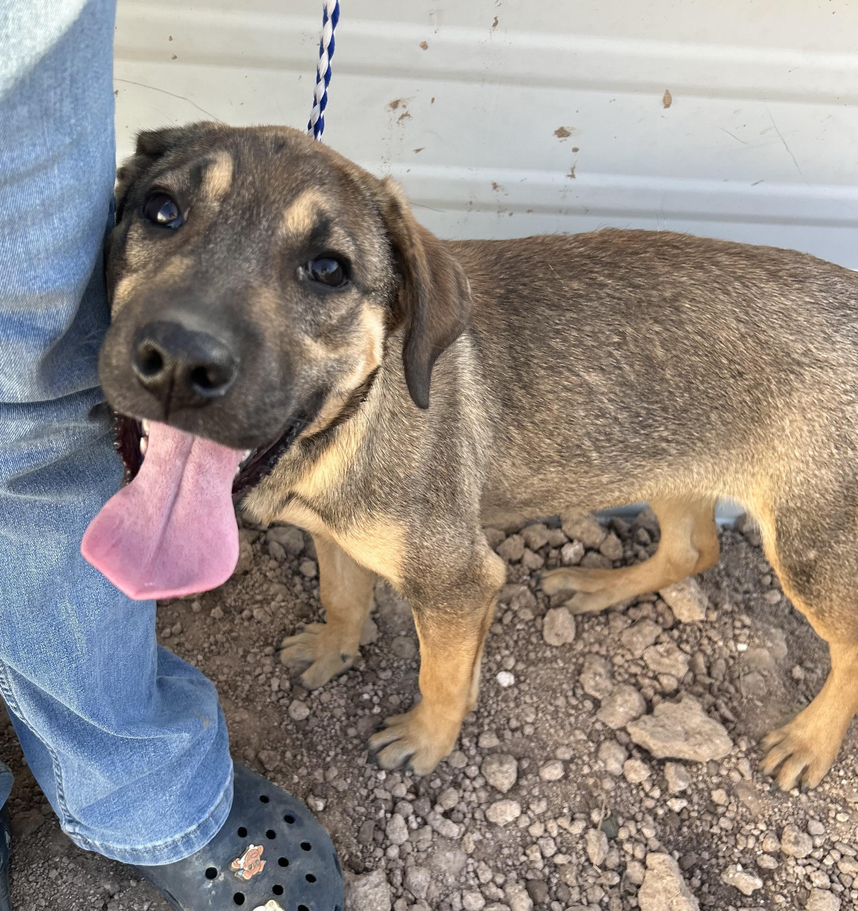 Duchess, an adoptable Shepherd in Eau Claire, WI, 54703 | Photo Image 5