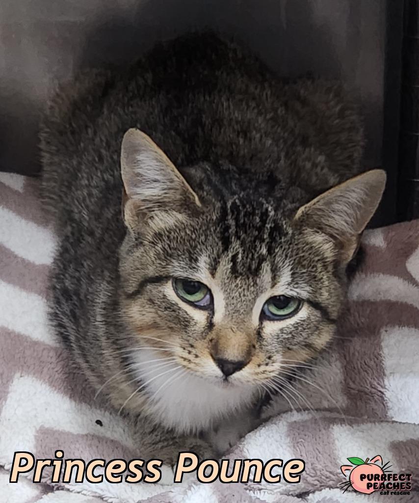 Princess Pounce, Adoptable, Kitten Female Domestic Short Hair.