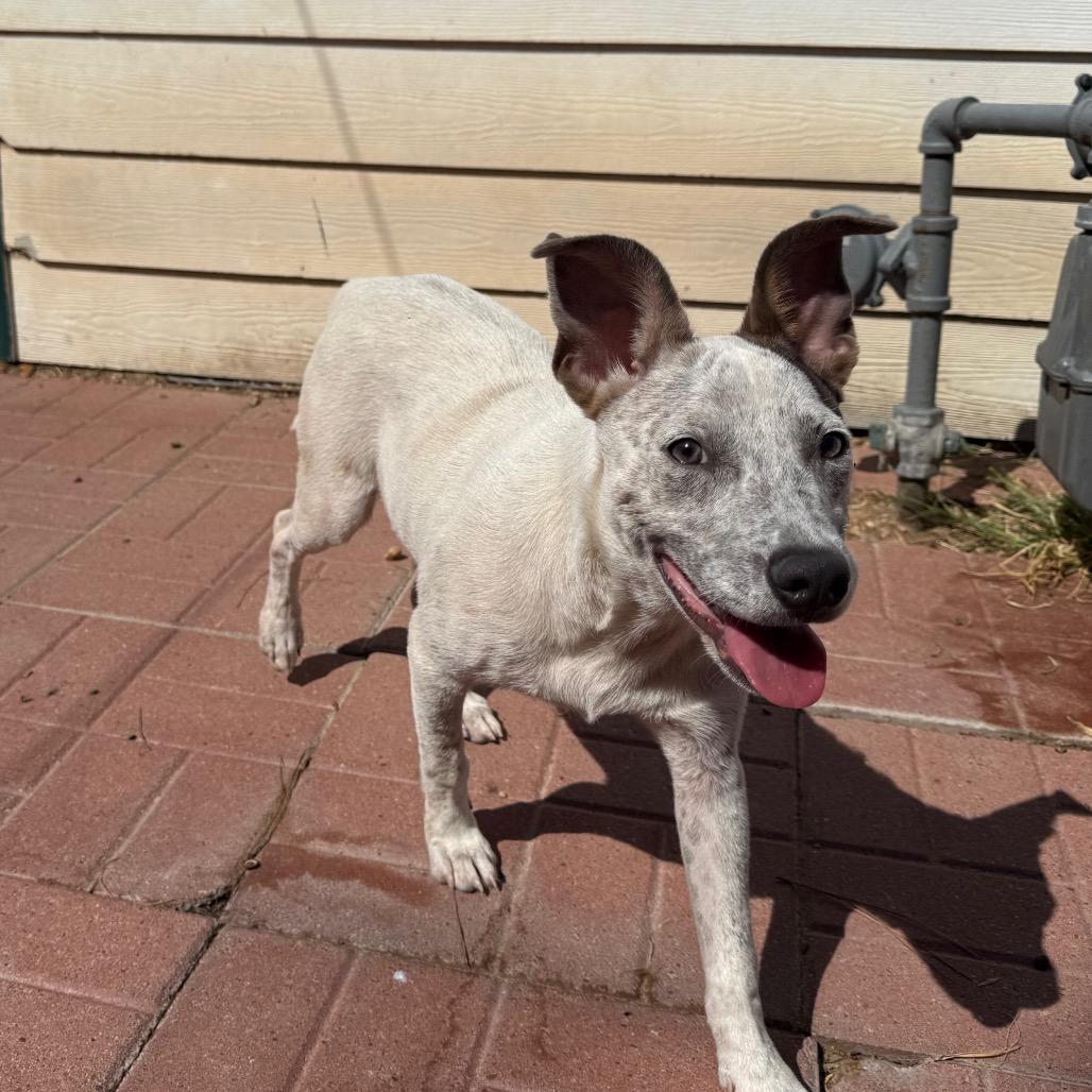 Enlarge Clyde, a Adoptable mixed breed in Perrysburg, OH image 3/4