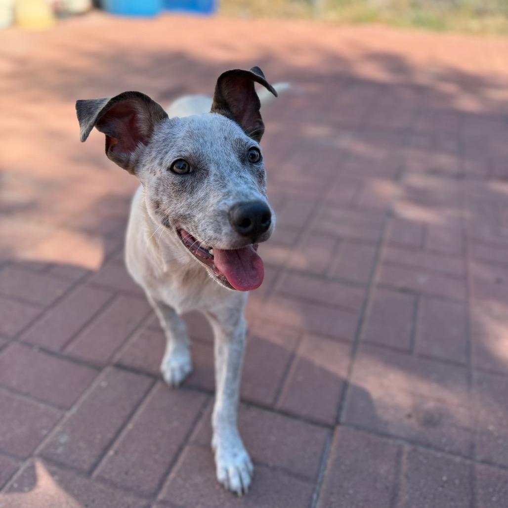 Enlarge Clyde, a Adoptable mixed breed in Perrysburg, OH image 1/4