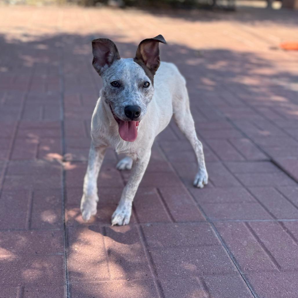 Enlarge Clyde, a Adoptable mixed breed in Perrysburg, OH image 4/4