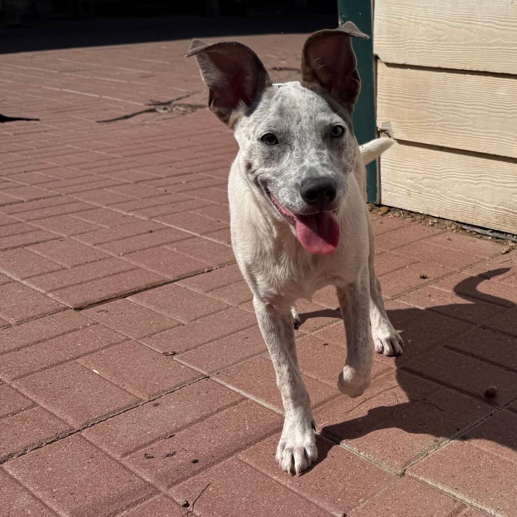Enlarge Clyde, a Adoptable mixed breed in Perrysburg, OH image 2/4