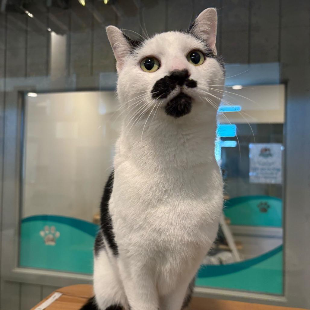 Enlarge Wirt, a Adoptable mixed breed in Louisville, KY image 1/2