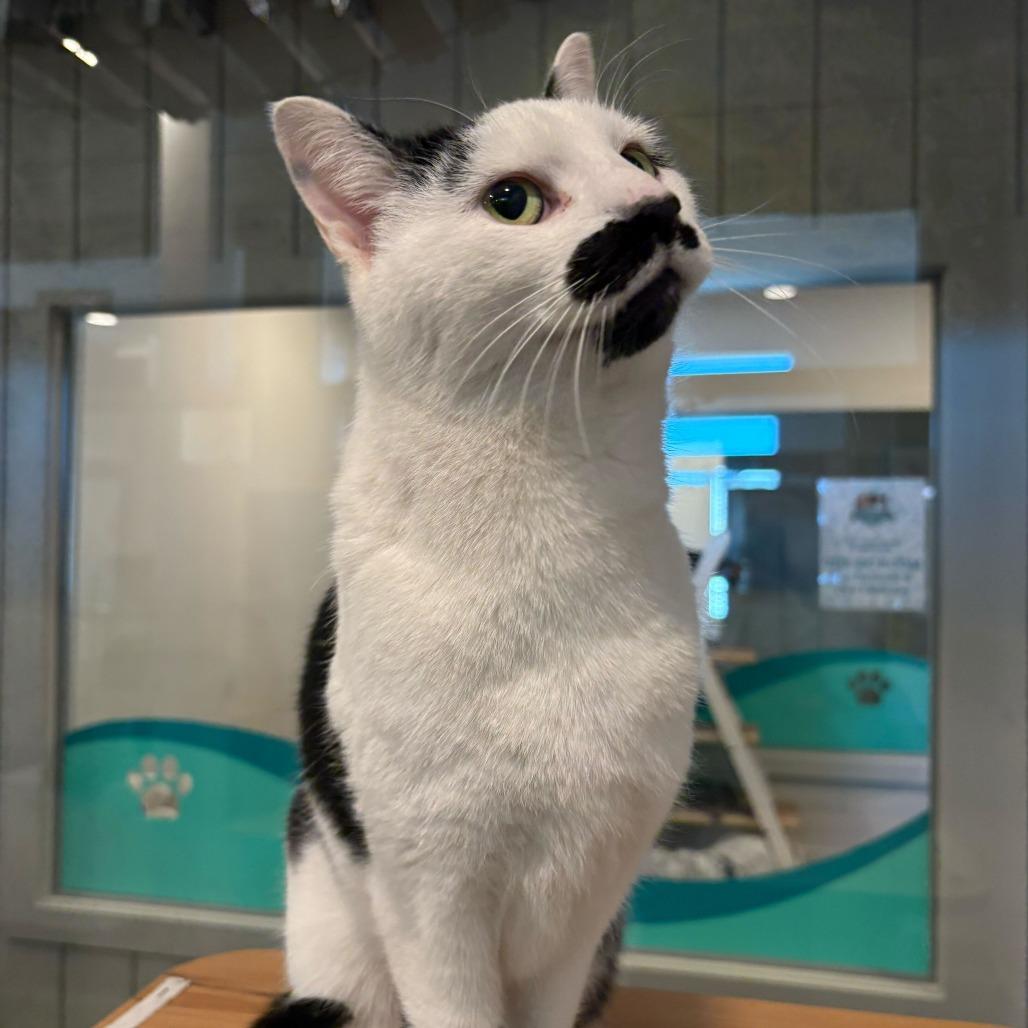 Enlarge Wirt, a Adoptable mixed breed in Louisville, KY image 2/2