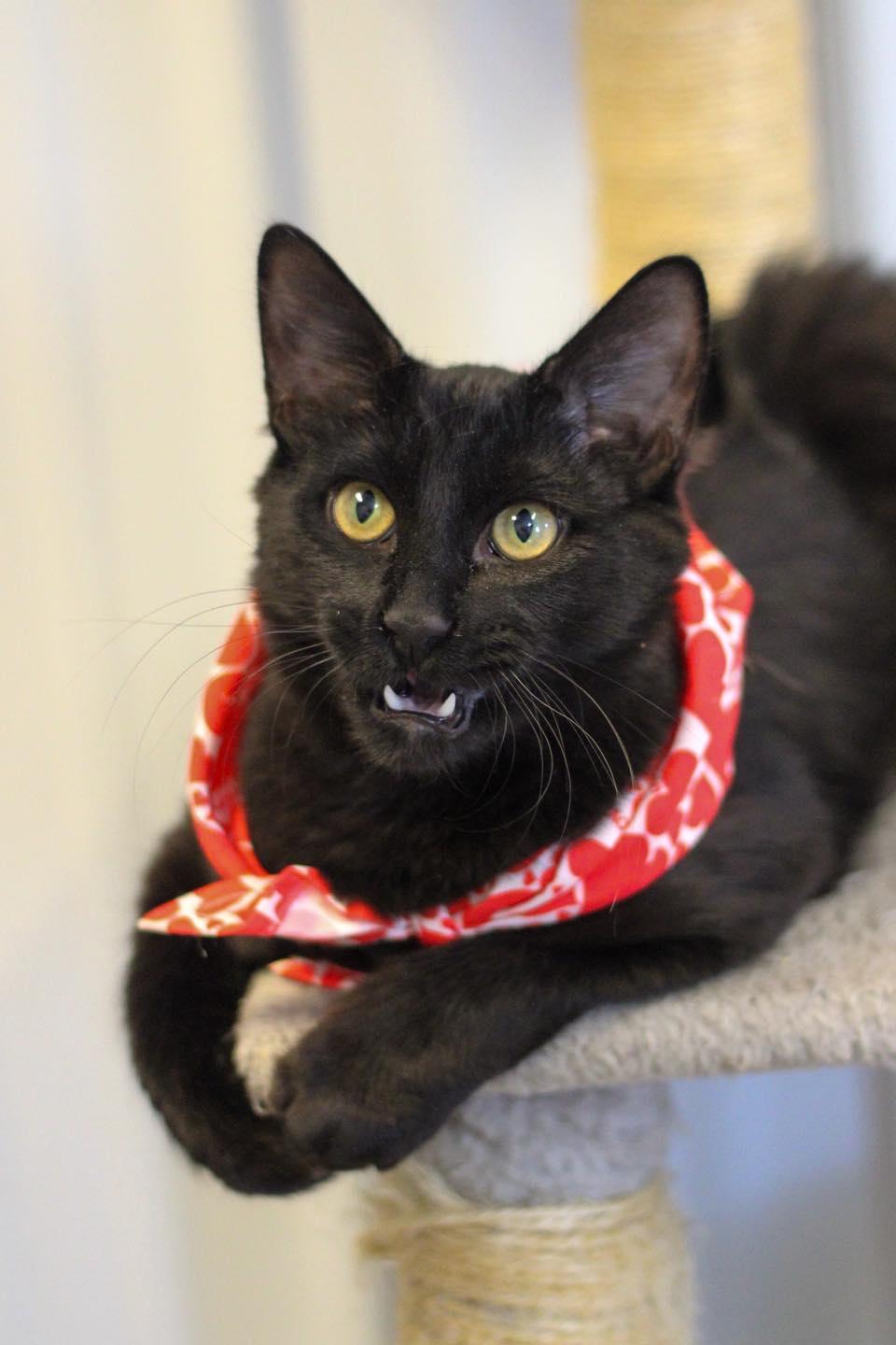 Enlarge Wren, an adopted Domestic Short Hair in Calhoun, KY image 4/5