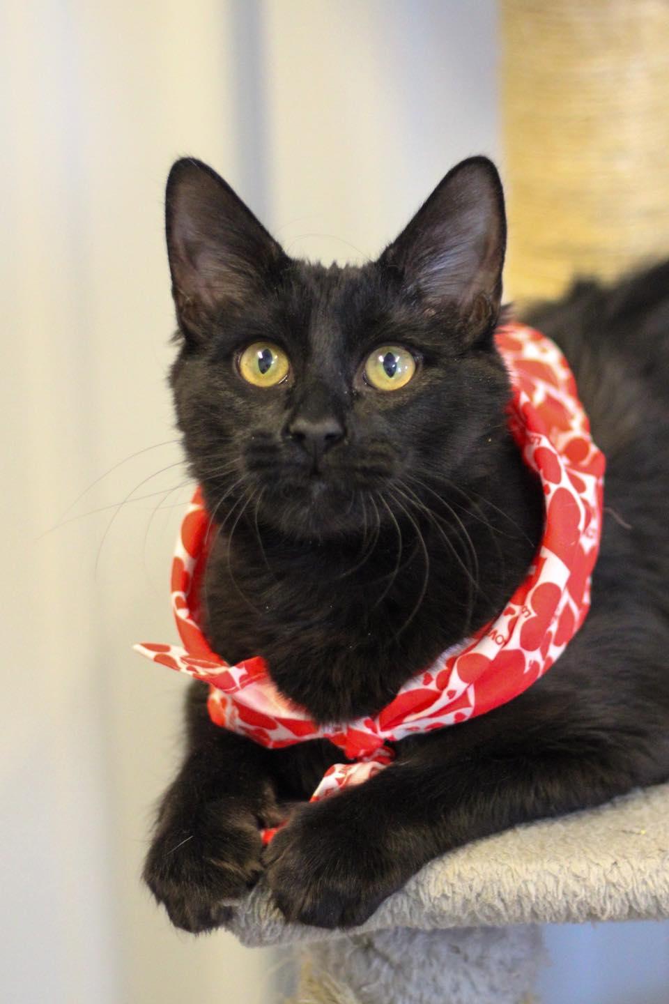 Wren, ADOPTABLE, Adult Male Domestic Short Hair.