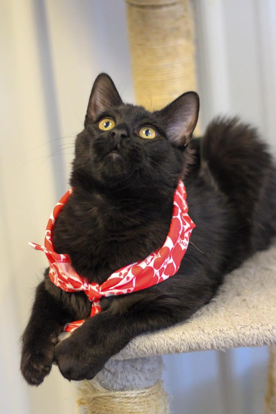 Enlarge Wren, an adopted Domestic Short Hair in Calhoun, KY image 2/5