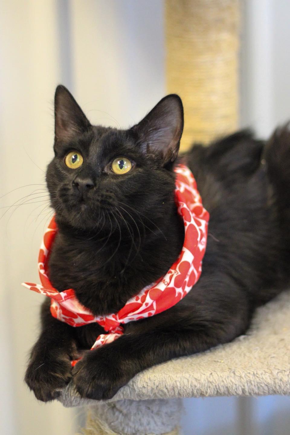 Enlarge Wren, an adopted Domestic Short Hair in Calhoun, KY image 5/5