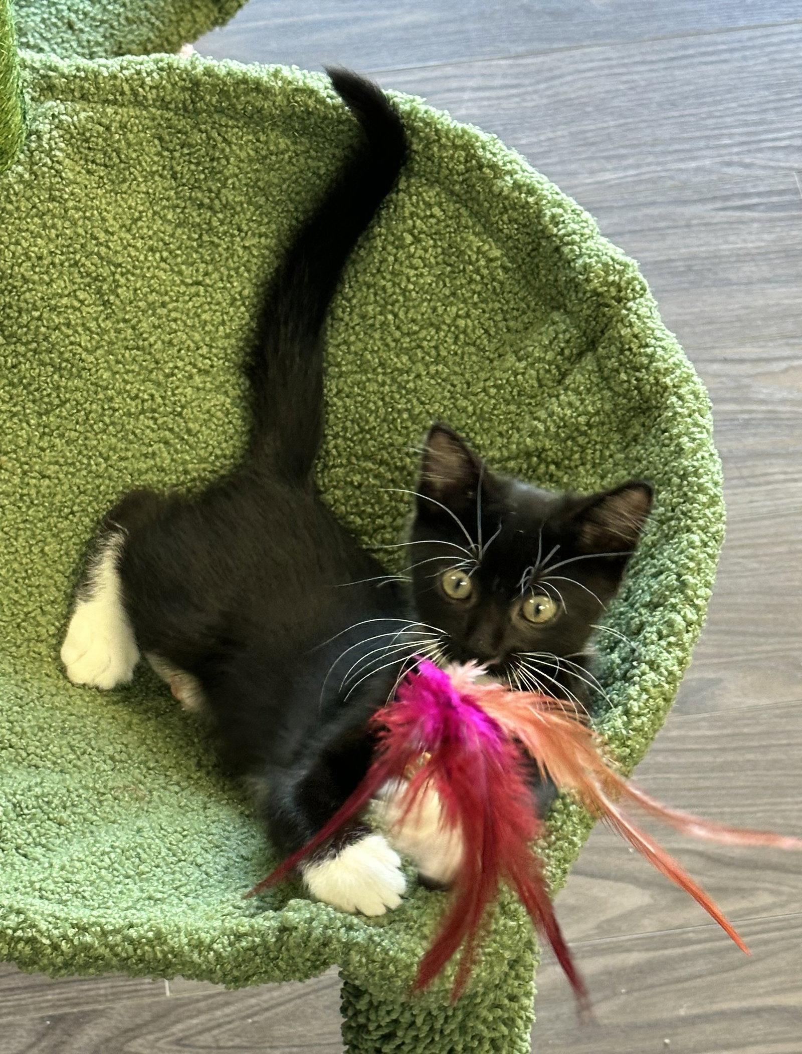 Pepper, Adopted, Kitten Male Domestic Short Hair.