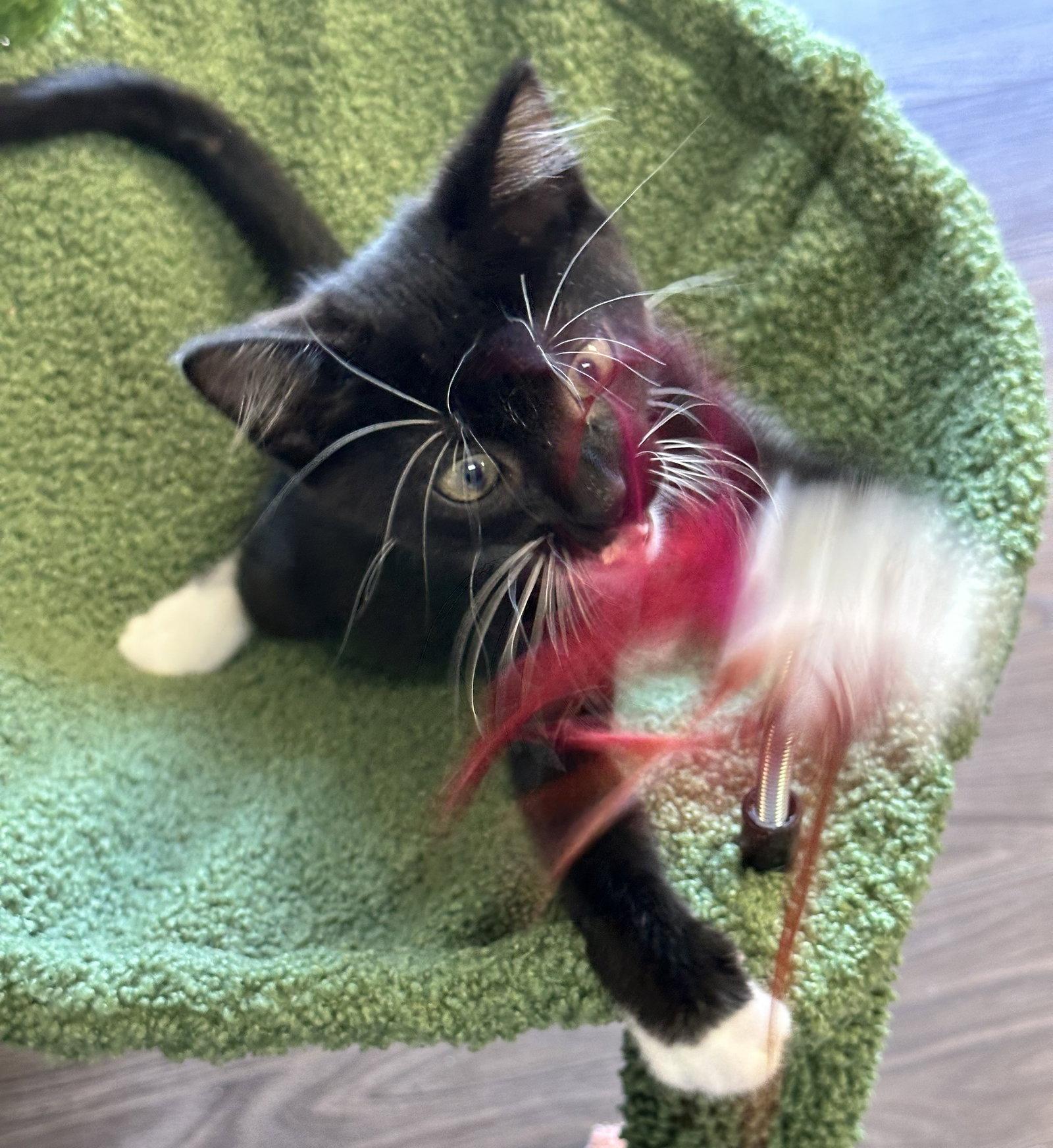 Enlarge Pepper, a Adopted Domestic Short Hair in Shawnee, KS image 2/3
