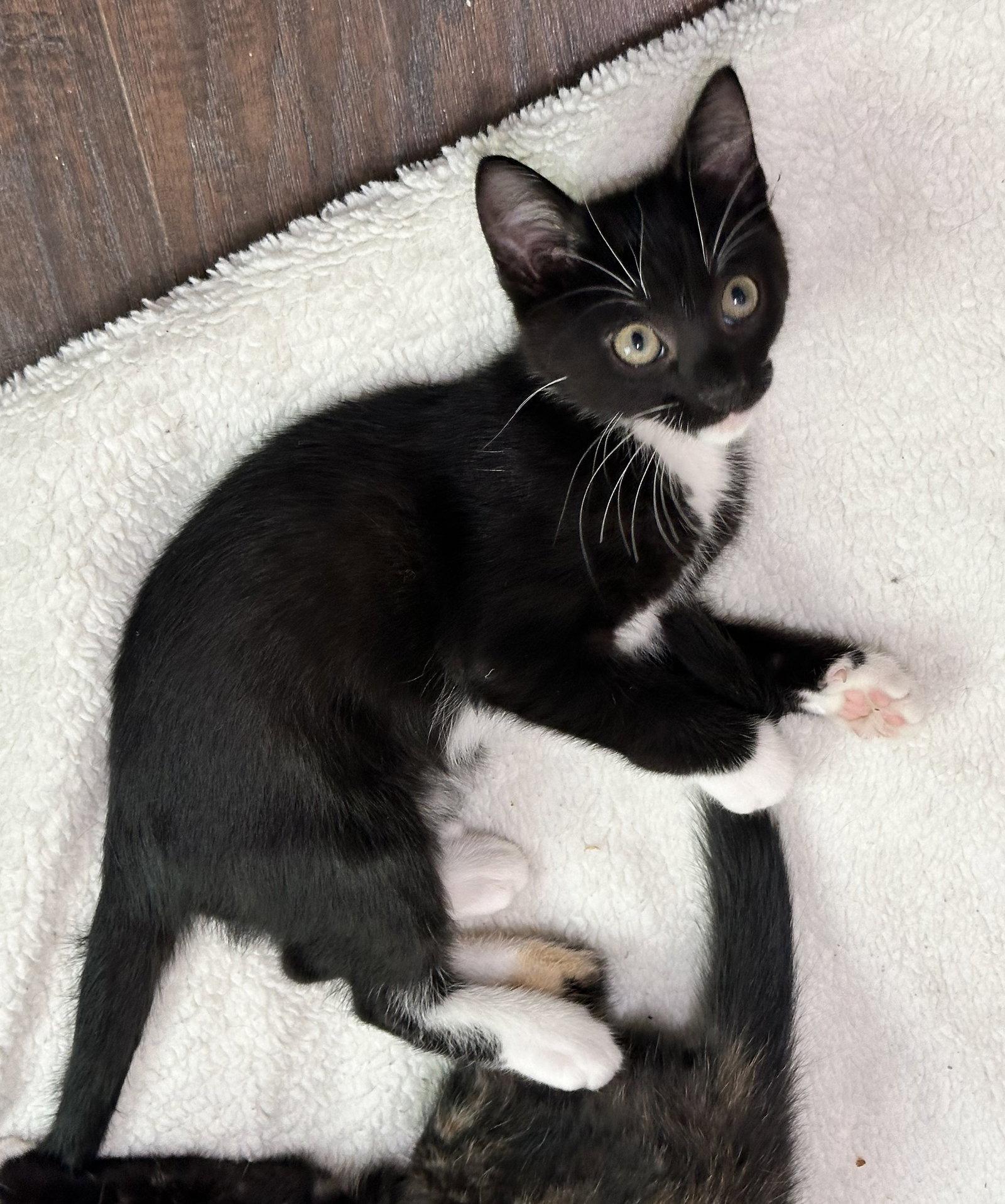 Enlarge Pepper, a Adopted Domestic Short Hair in Shawnee, KS image 3/3