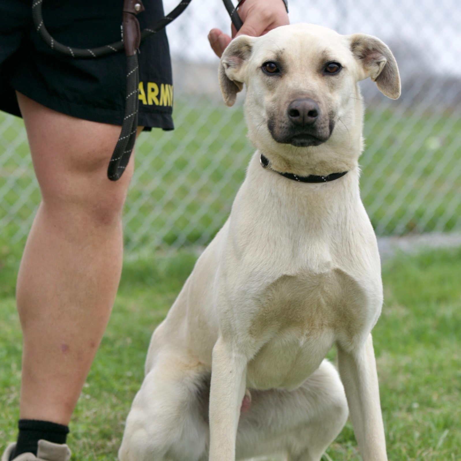 Enlarge Topaz, a ADOPTABLE mixed breed in Mount Sterling, KY image 1/3