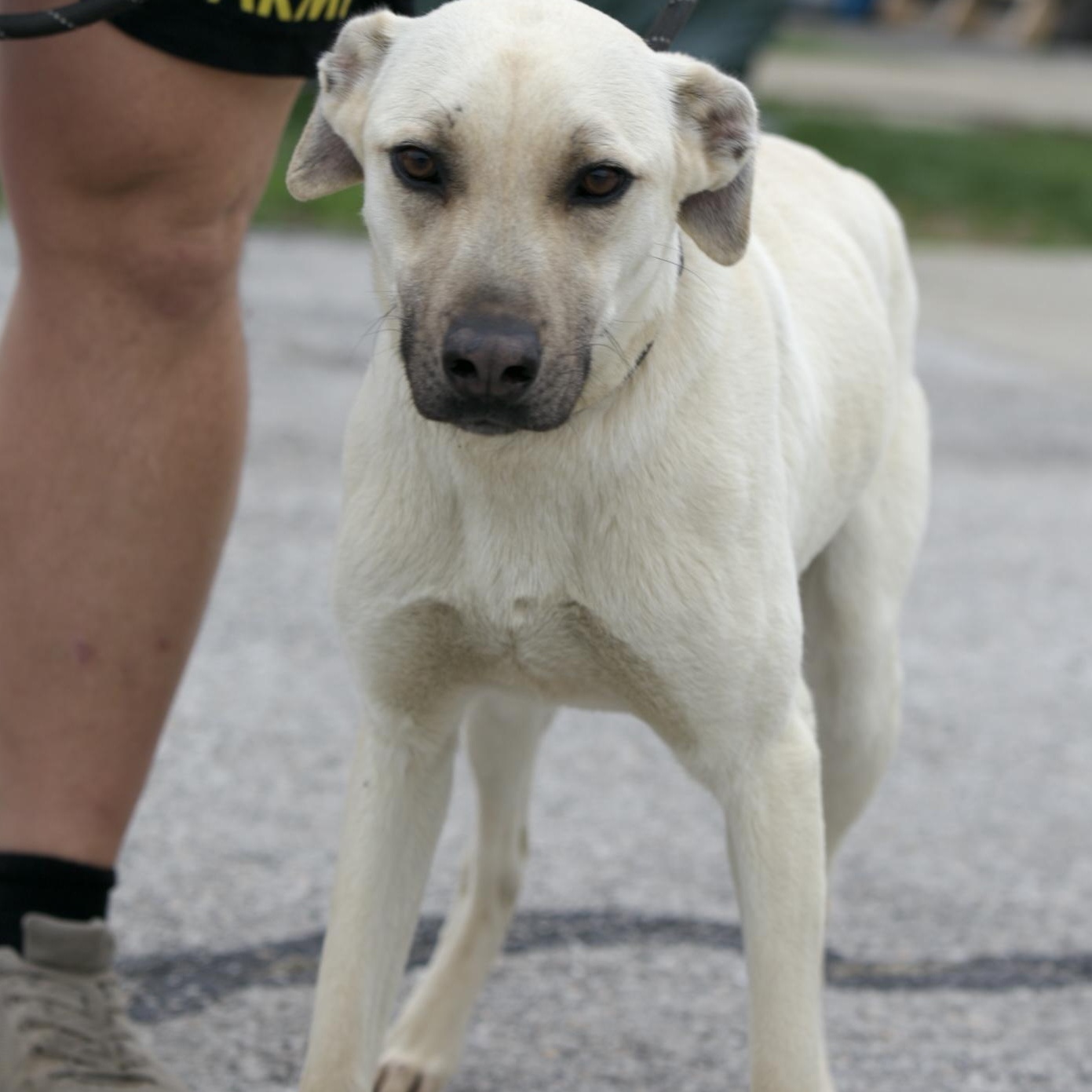 Enlarge Topaz, a ADOPTABLE mixed breed in Mount Sterling, KY image 2/3