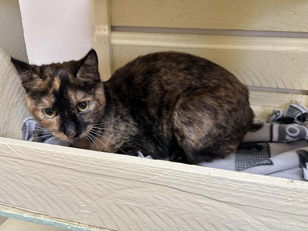Enlarge Lacie ~ Available at PetSmart Warsaw, IN!, a Adoptable Domestic Short Hair in Rochester, IN image 1/2