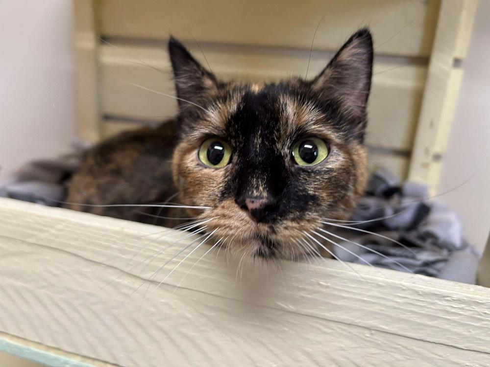 Enlarge Lacie ~ Available at PetSmart Warsaw, IN!, a Adoptable Domestic Short Hair in Rochester, IN image 2/2