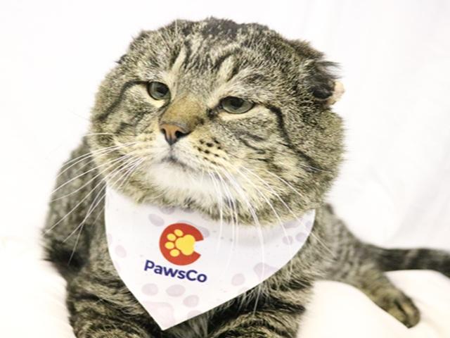 Van Gogh, a Adoptable Domestic Short Hair in Denver, CO image 3/6