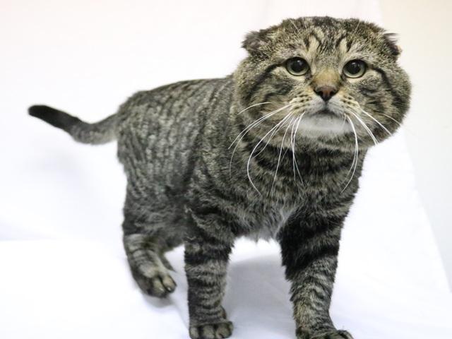 Van Gogh, a Adoptable Domestic Short Hair in Denver, CO image 4/6