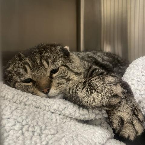 Van Gogh, a Adoptable Domestic Short Hair in Denver, CO image 6/6