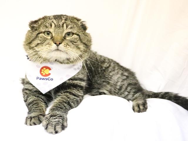 Van Gogh, a Adoptable Domestic Short Hair in Denver, CO image 2/6