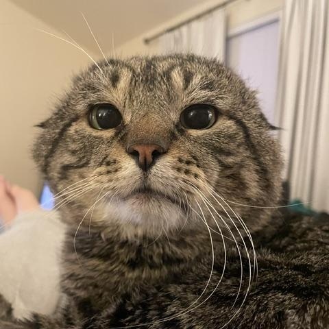 Van Gogh, Adoptable, Adult Male Domestic Short Hair.
