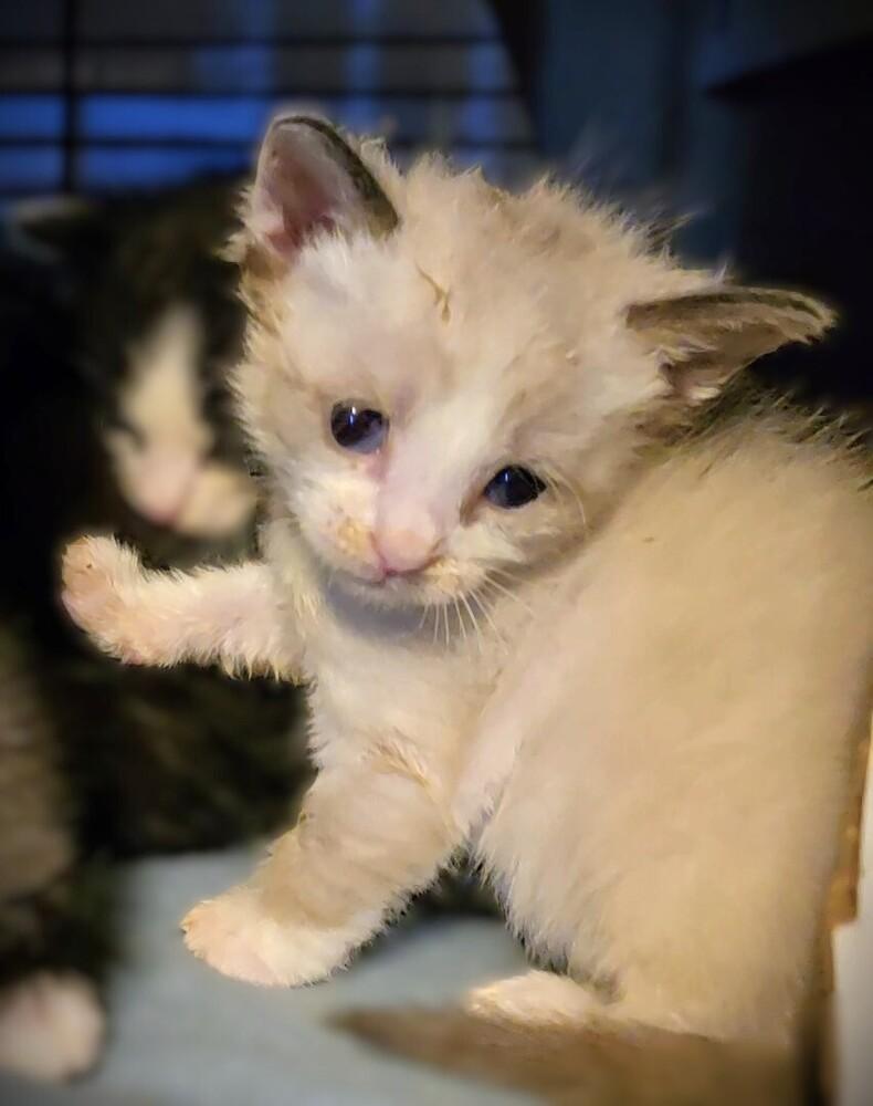 Tunic, Adopted, Kitten Female Siamese.