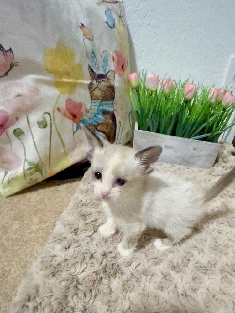 Tunic, a Adopted mixed breed in Pacifica, CA image 3/3