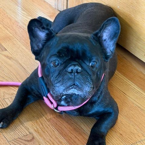 Lotus D12585, Adoptable, Senior Female American Bulldog & French Bulldog.