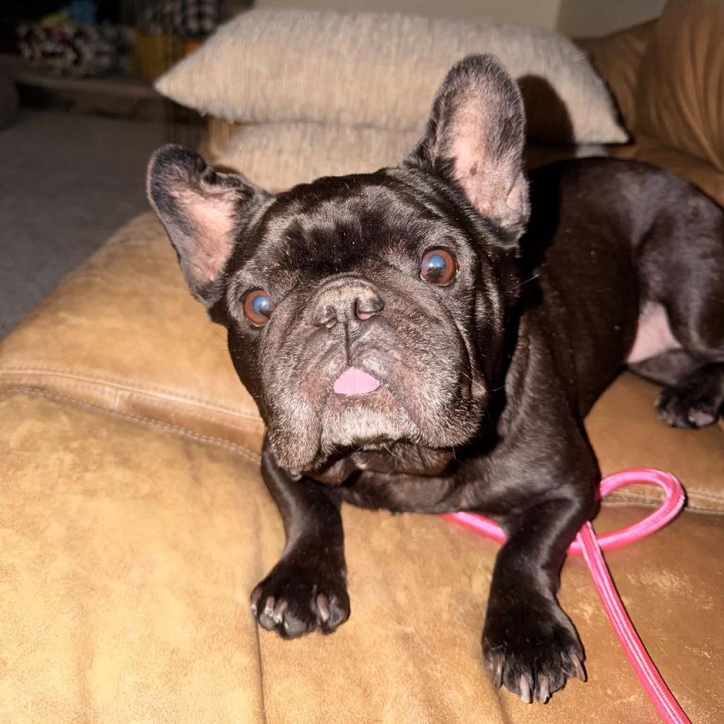 Enlarge Lotus D12585, a Adoptable mixed breed in Elk River, MN image 3/3
