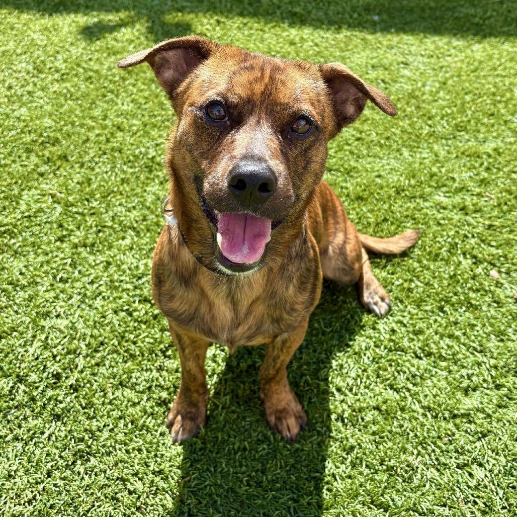 Ajax - PAWS, Adoptable, Adult Male Mixed Breed.