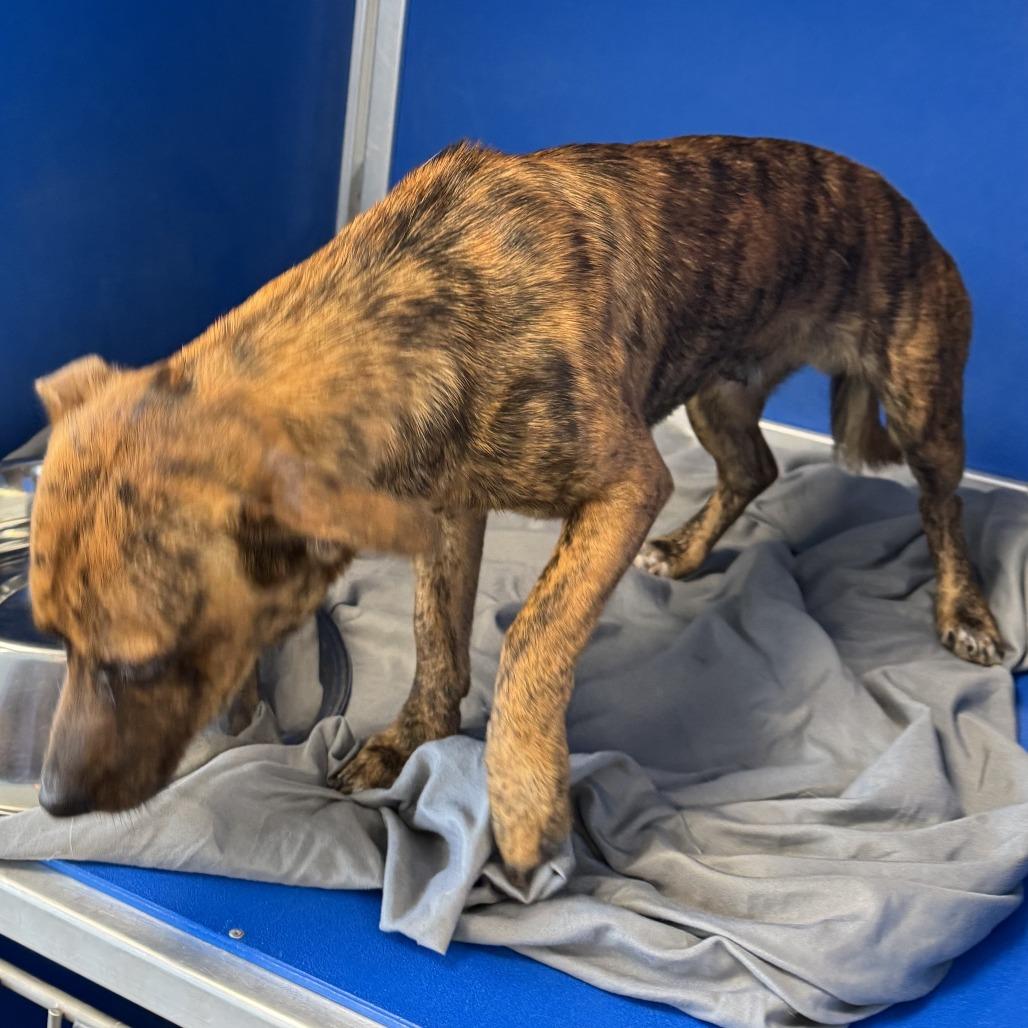 Enlarge Ajax - PAWS, a Adoptable Mixed Breed in Las Cruces, NM image 1/6