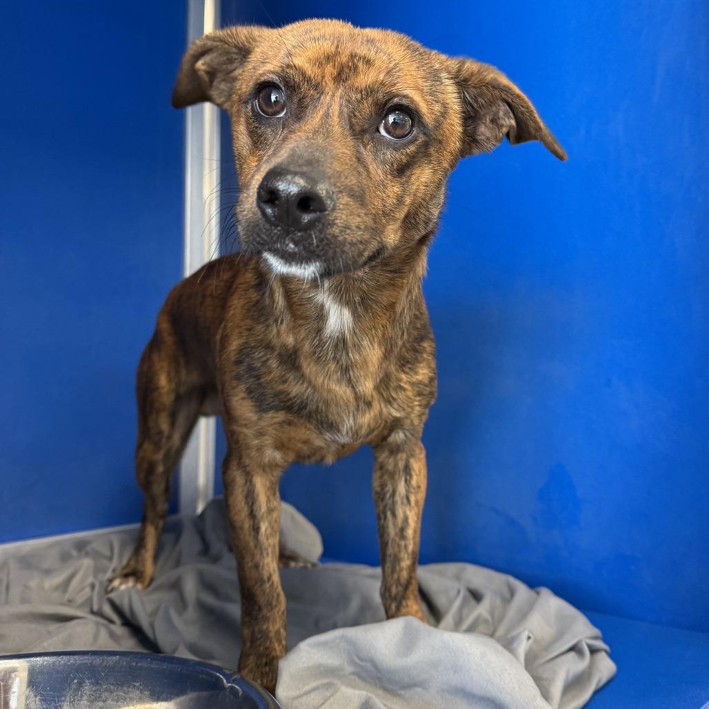 Enlarge Ajax - PAWS, a Adoptable Mixed Breed in Las Cruces, NM image 2/6