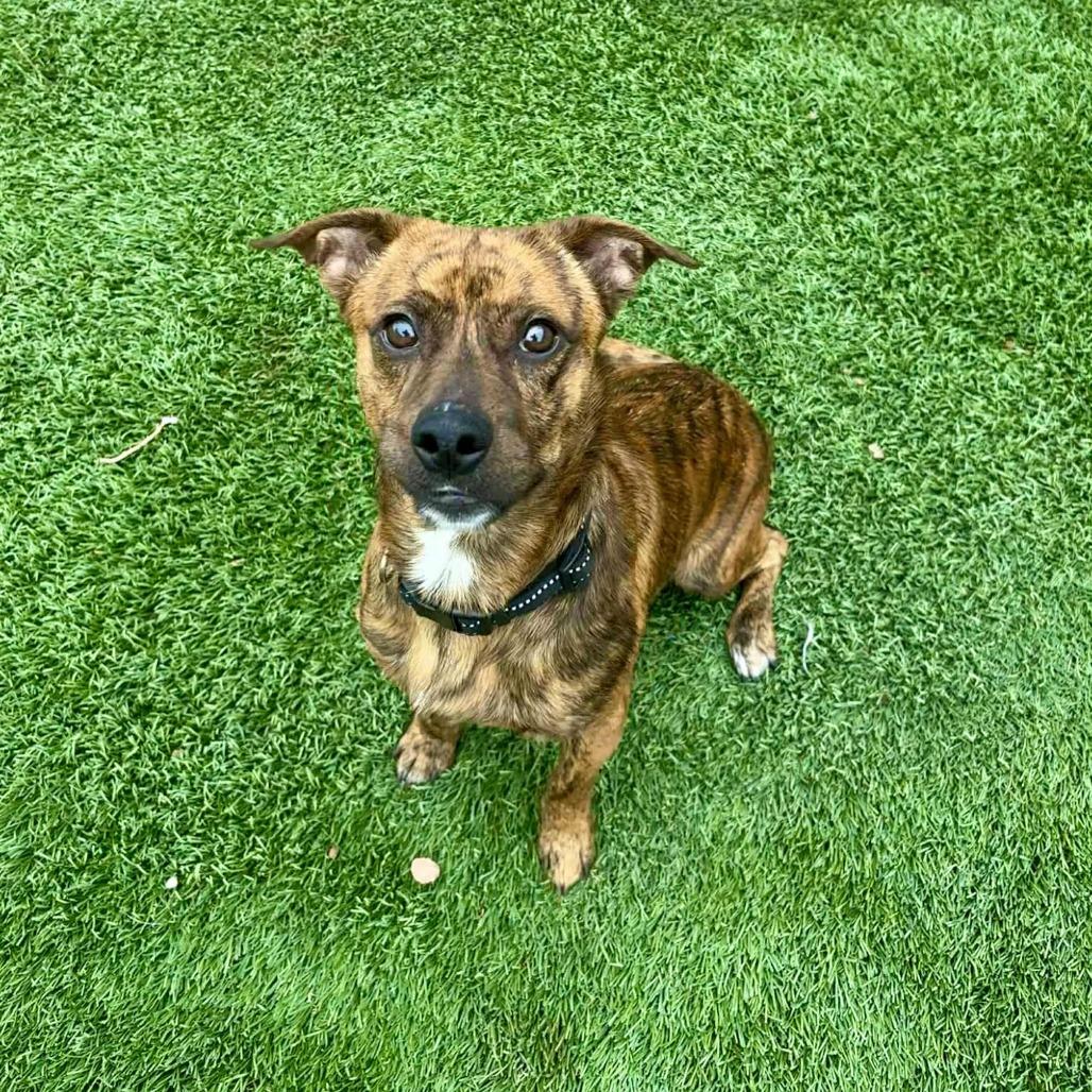 Enlarge Ajax - PAWS, a Adoptable Mixed Breed in Las Cruces, NM image 3/6