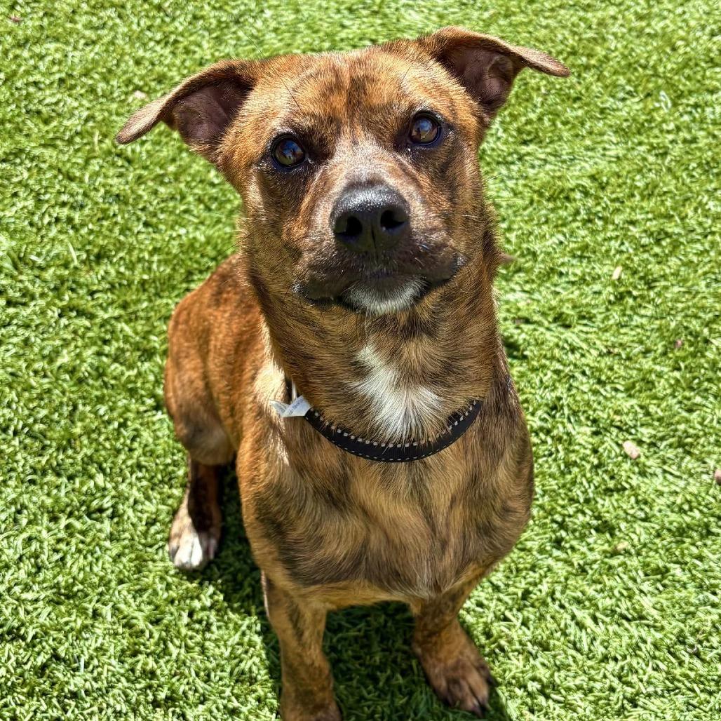 Enlarge Ajax - PAWS, a Adoptable Mixed Breed in Las Cruces, NM image 5/6