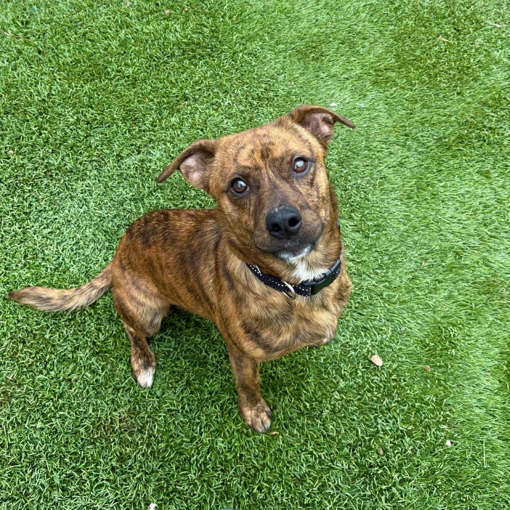 Enlarge Ajax - PAWS, a Adoptable Mixed Breed in Las Cruces, NM image 5/6