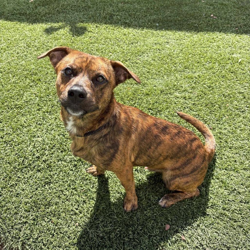 Enlarge Ajax - PAWS, a Adoptable Mixed Breed in Las Cruces, NM image 6/6