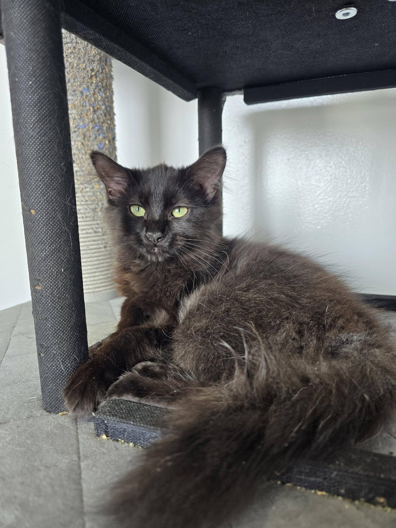 Jan, adopted, Young Female Domestic Long Hair.
