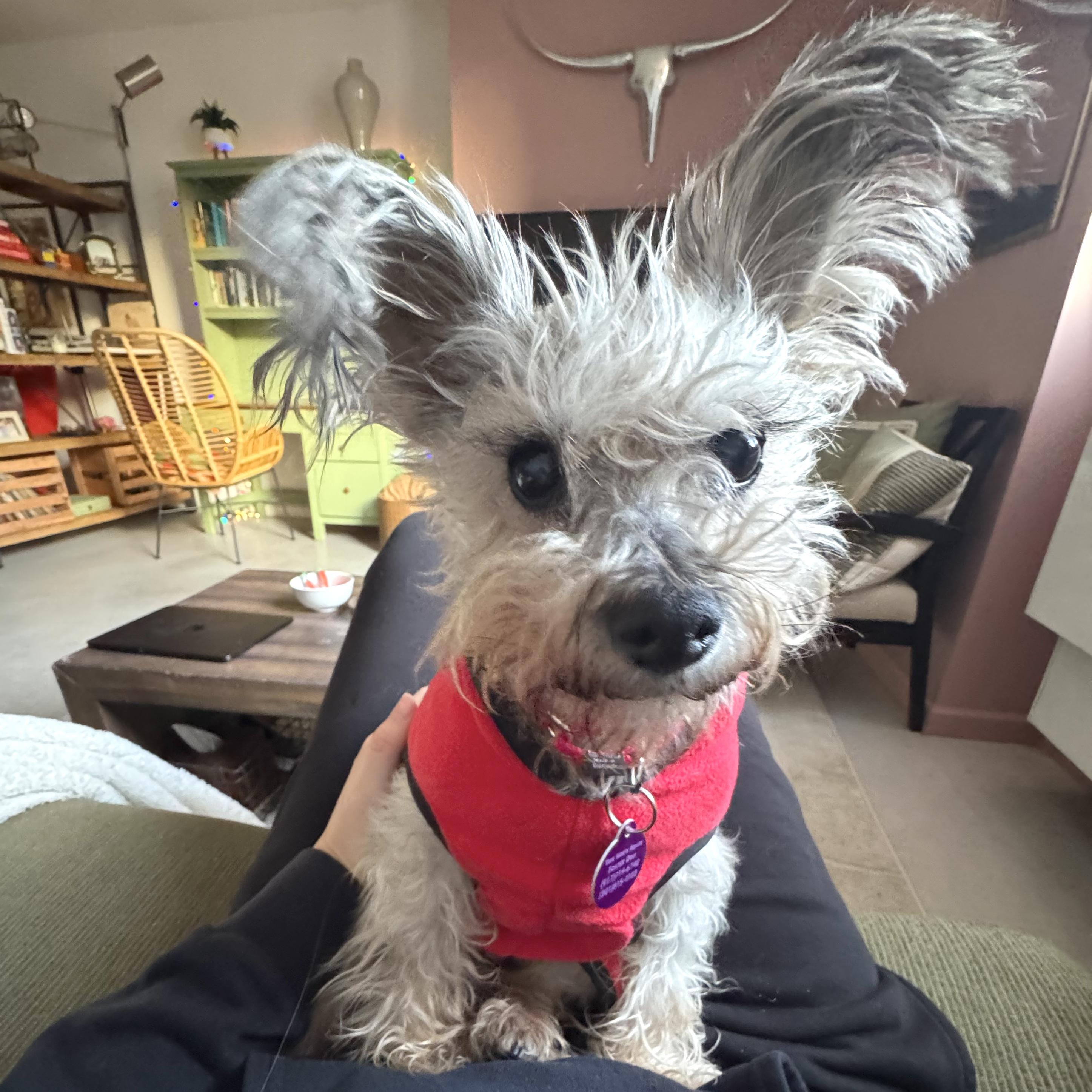 Enlarge Graceful, a ADOPTABLE mixed breed in Brooklyn, NY image 2/5