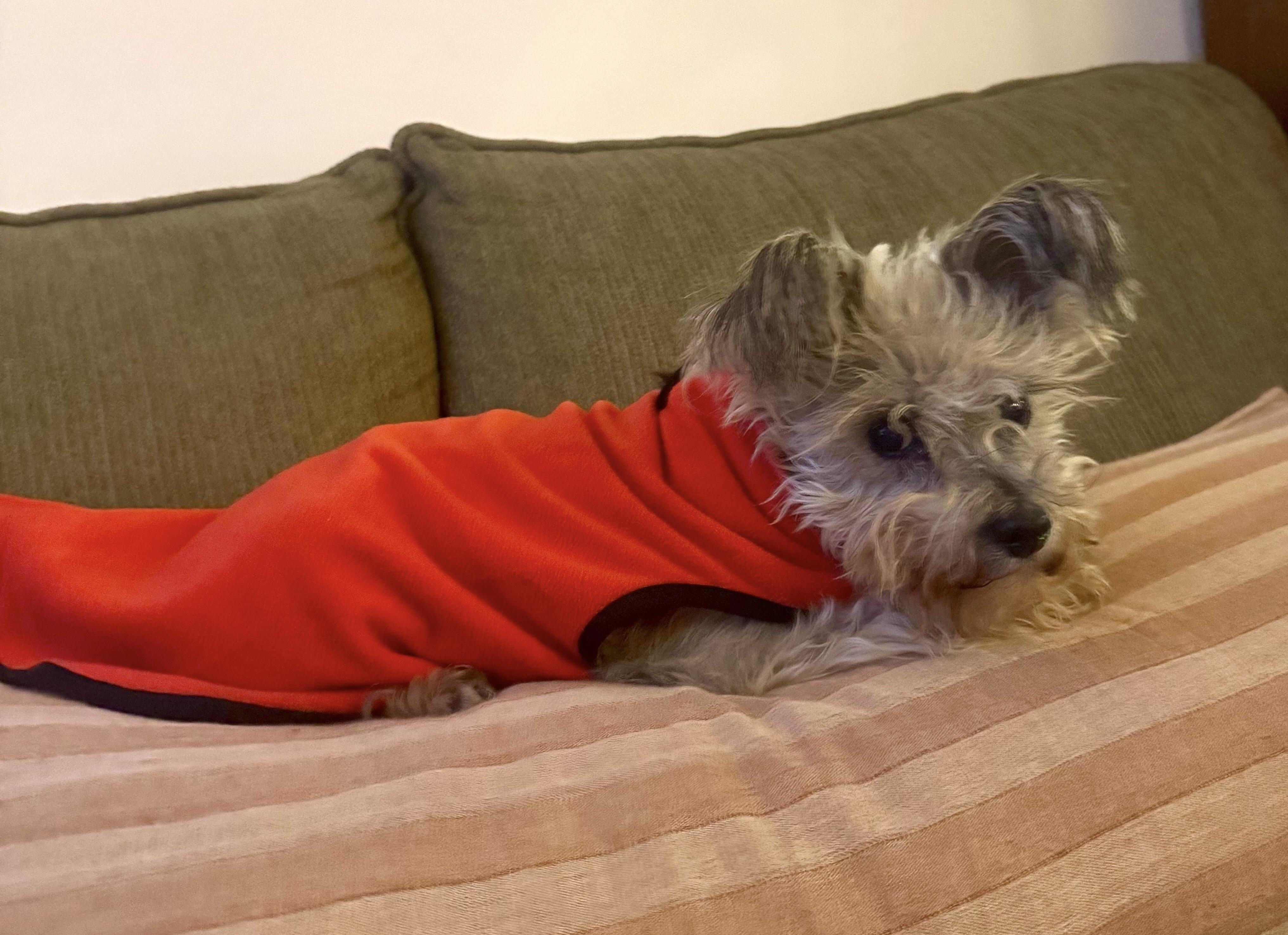 Enlarge Graceful, a ADOPTABLE mixed breed in Brooklyn, NY image 3/5