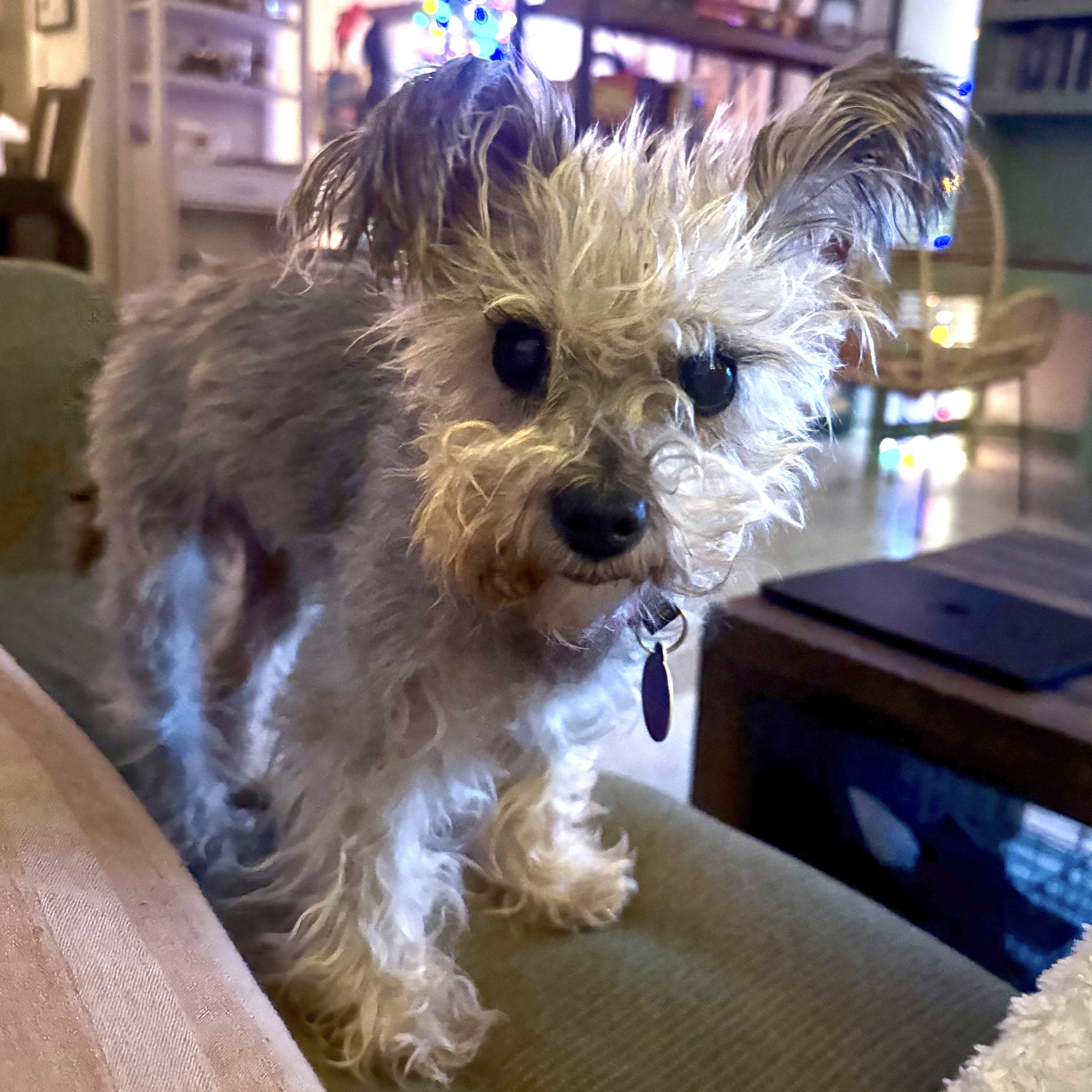 Enlarge Graceful, a ADOPTABLE mixed breed in Brooklyn, NY image 4/5