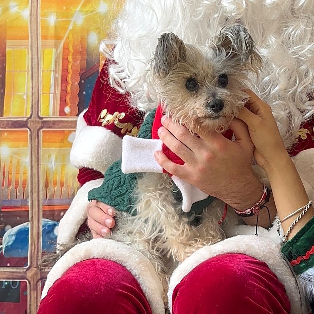 Graceful, ADOPTABLE, Senior Female Yorkshire Terrier & Papillon.